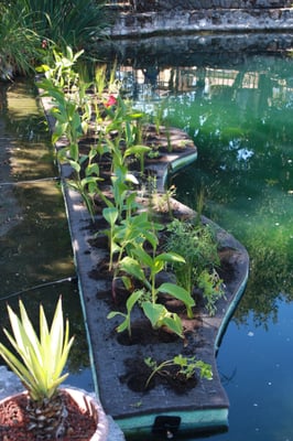 Ask me about owning your own Floating Island. Add exceptional water cleaning abilities, habitat enhancement & beauty 2 your pond