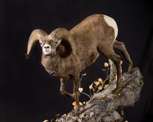 Artistic Taxidermy by Troy Rose