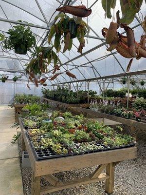 The greenhouse is always packed with beautiful and super healthy plants, an relaxing place to be