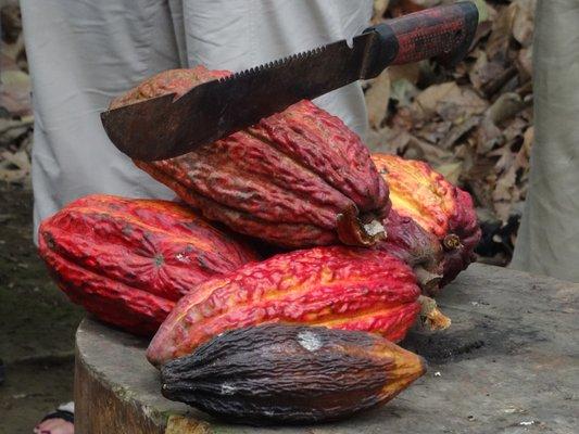 Cocoa harvesting