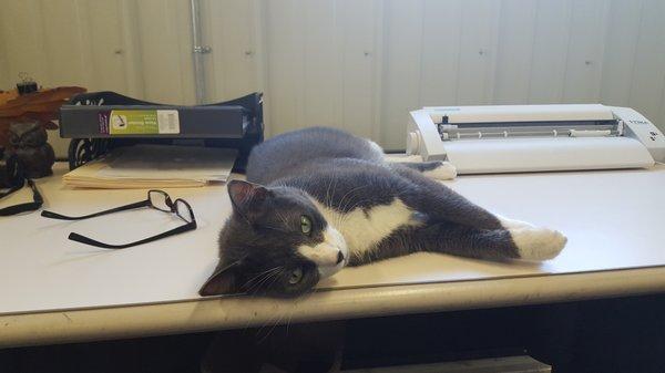 Moses hard at work in the office.