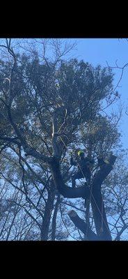 Tree climbing