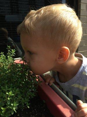 Toddler Gardening