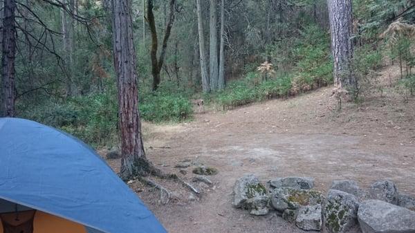 campsite 19