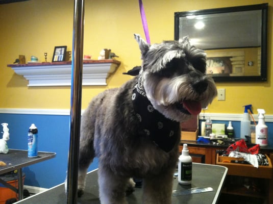 Barbara Livingston's pooch, Bucky the Schnauzer.