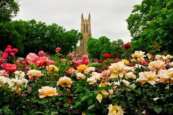 Duke Chapel - My NC Homes, Durham-Chapel Hill, NC