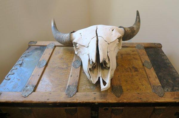 Buffalo skull; 20th century