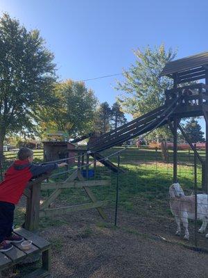 Feeding the goats