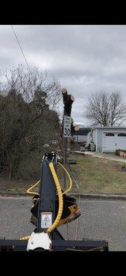 arborist