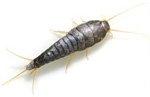 Silverfish