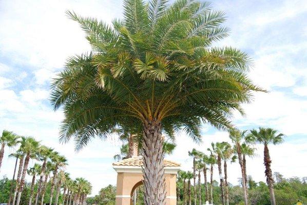 Grasshoppers Palm Tree Trimming and Maintenance