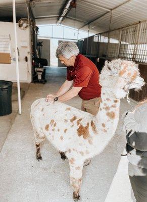 Acupuncture on an alpaca