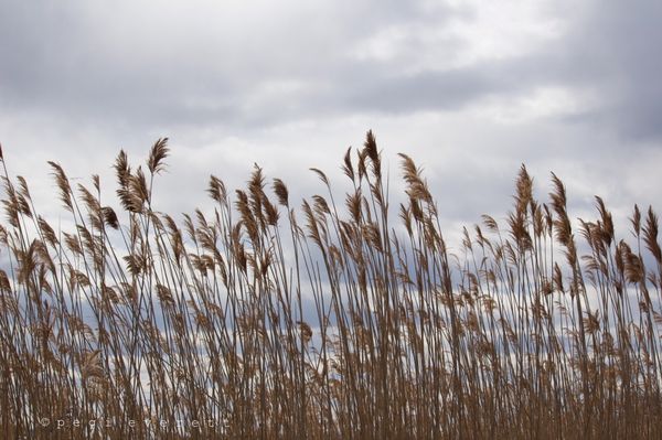 Coastal grass