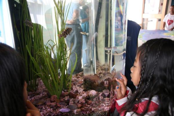 Fish tanks show the difference between clean water and polluted water