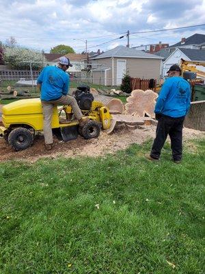 Large oak stump grinding job