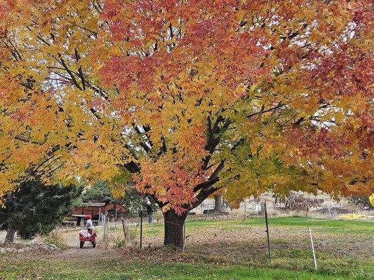 Autumn colors take my breath away