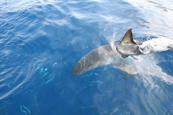 You know that the shark is really moving when it creates that much of a wake behind iit.