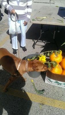 Stop and smell the....pumpkins...