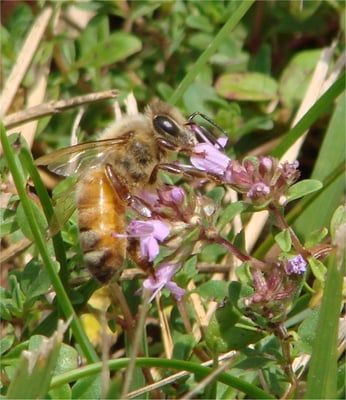 Honey bee collecting nectar from thym