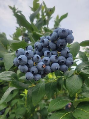 PYO blueberries