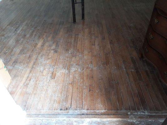 Mold Growth on Wood Floors.