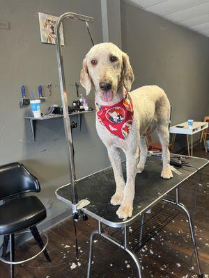 VIP Dog Grooming