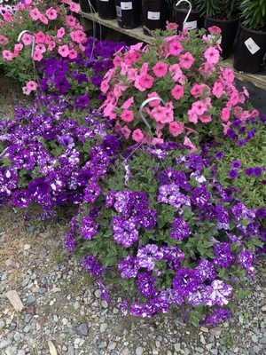 These new hybrid petunias " paint splash"