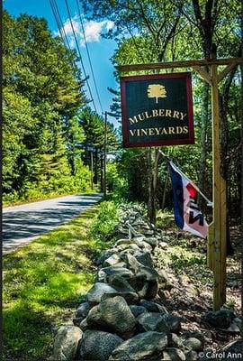 Welcome To  Mulberry Vineyards