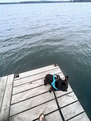 Stan-Lee checking out the dock next to the campground.