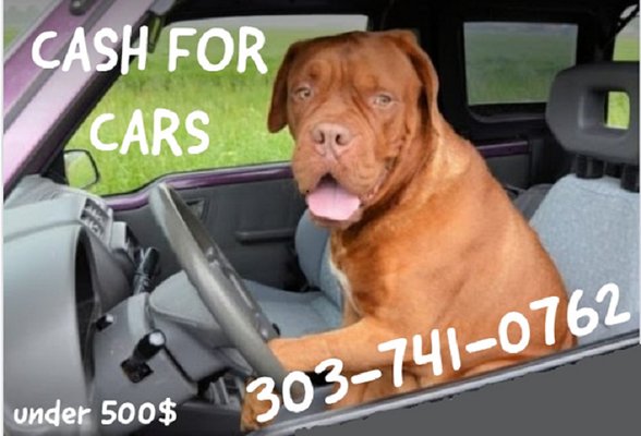 Don't let your old car become a chew toy for your beloved pet! Why not call us for some cash for your old car today! Call 303 741 0762