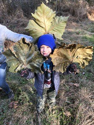 My brothers kid loved this picture of his son and these big old leaves