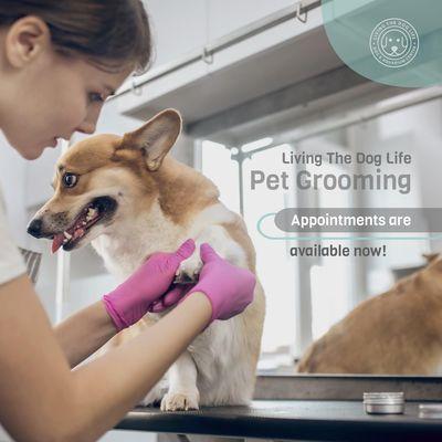 Dog Grooming now available