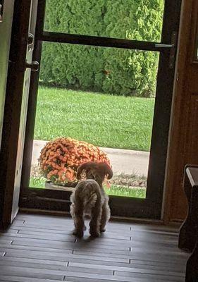 Rock Island County Animal Care & Control