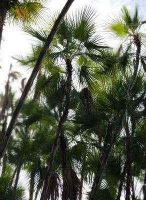 Trimmed everglade palms