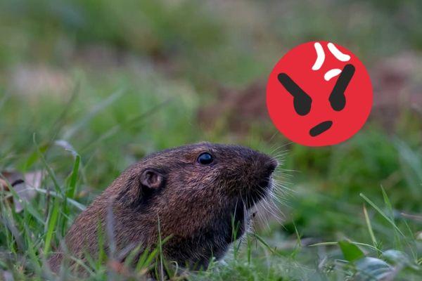 Gophers are just underground rats. Very similar in their behavior and their damage. Get rid of gophers before they get rid of your landscape