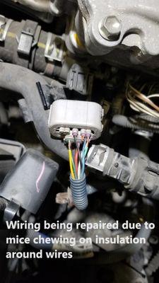 Mice like to chew the insulation around wiring on vehicles that have been sitting for awhile, which can cause numerous electrical problems.