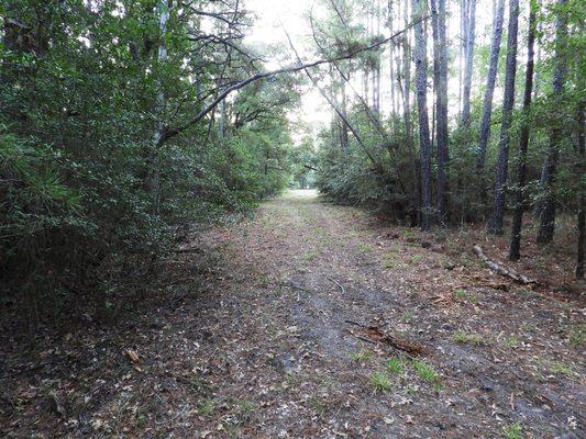 Access road on wooded property for sale near the Sam Houston National Forest.