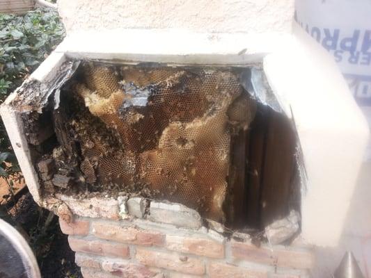 A Bee Hive that we Removed from a Stucco Column at Budgets Suites of America in San Antonio tx, near the Medical center