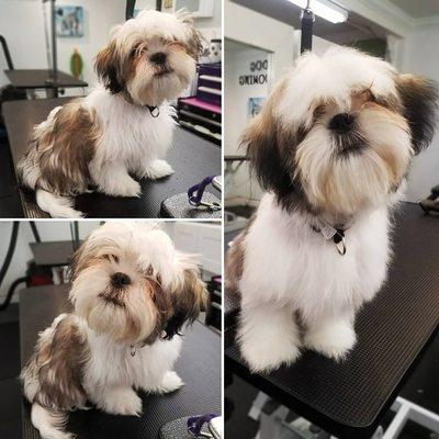 4 month old shih tzu