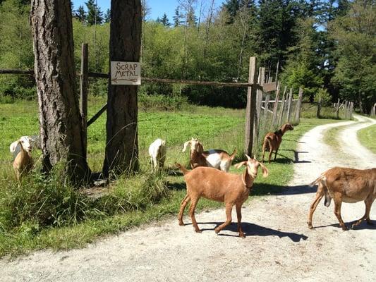 The goats come to greet you.