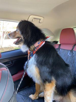 T-Roy on his way home after his spa day.