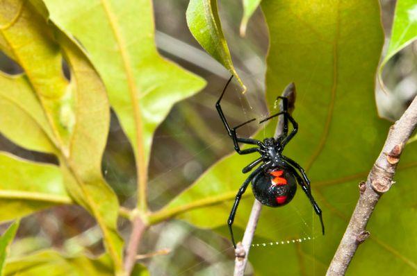 Stellar Pest and Wildlife