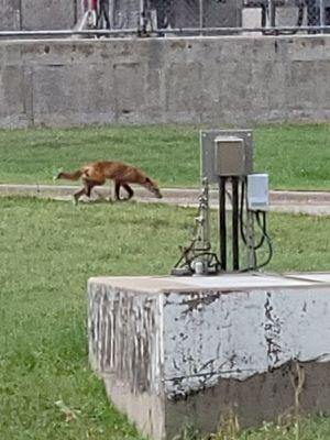 Red fox