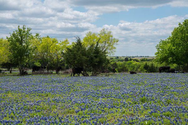 Bluebonnets!