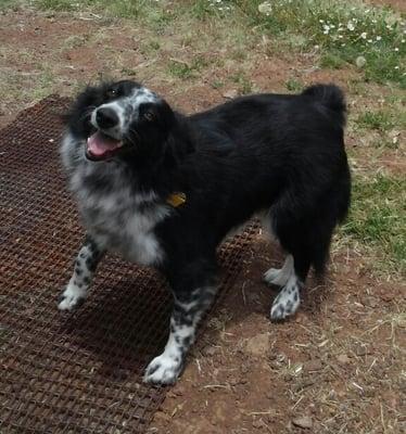 Shadow just got a Bath and Brush!