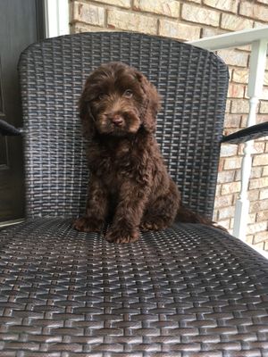 English Manor Labradoodles