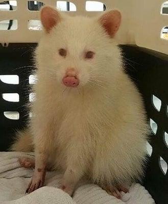 This is an albino raccoon.