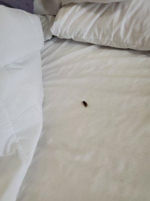 bug found after pulling back the blanket