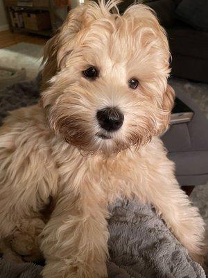 Chester, Australian labradoodle #moonlitacres