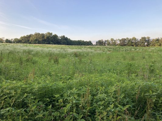 Natural Lands' Bryn Coed Preserve